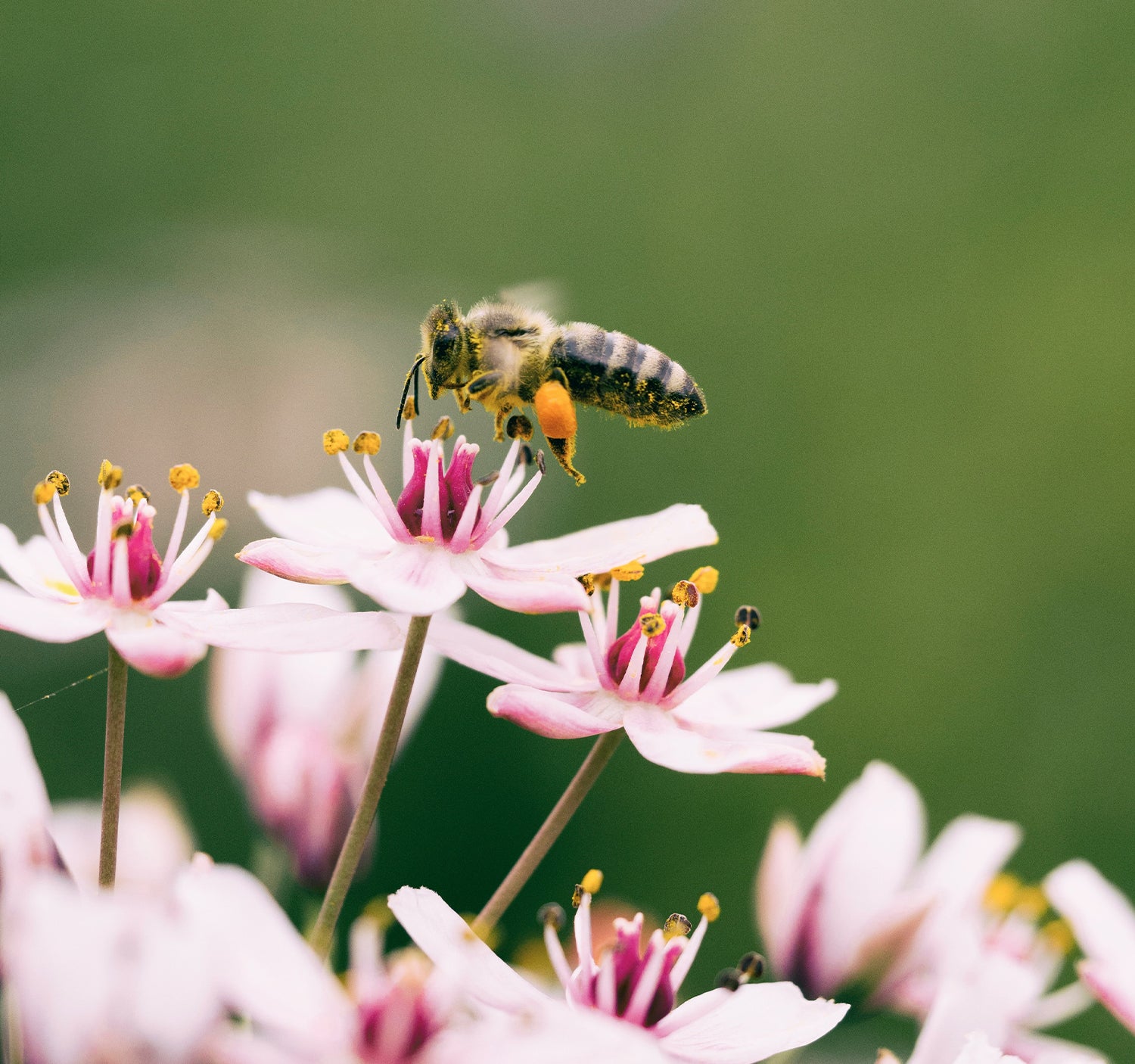 Biene mit Pollen