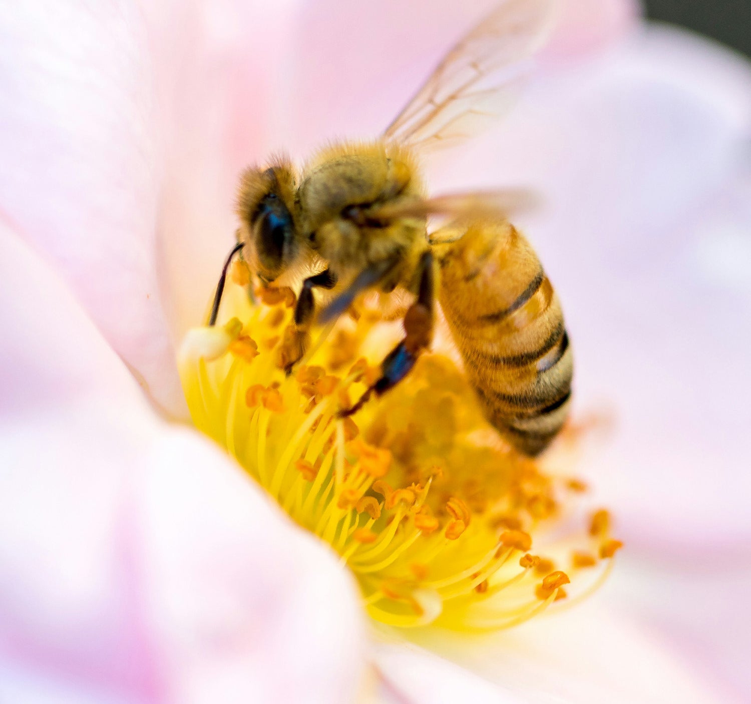 Biene auf Blüte