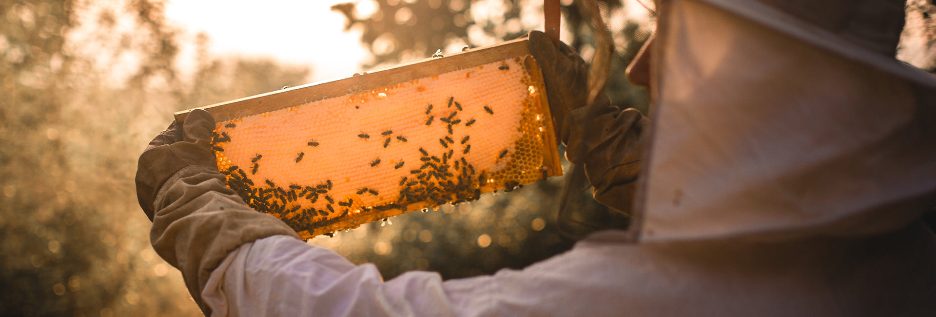 Imker prüft Bienenwabe