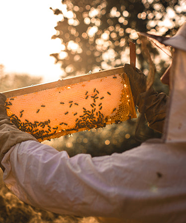 Imker prüft Bienenwabe
